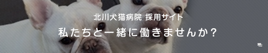 北川犬猫病院　採用ページ